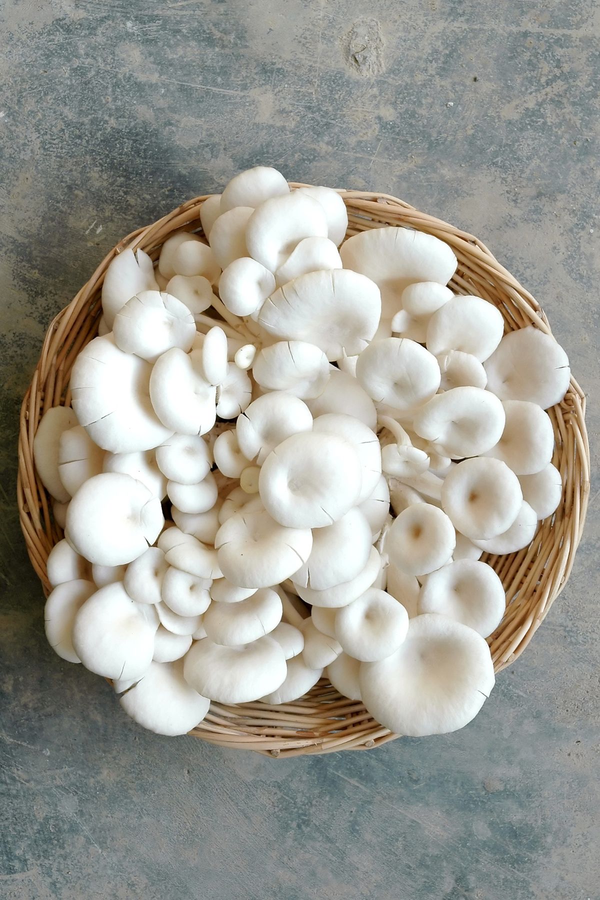 low fodmap mushrooms - oyster canned button slippery jack.